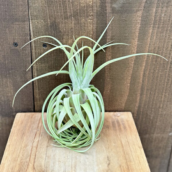 楽天市場】おしゃれ 観葉植物：チランジア エアープランツ テクトラム