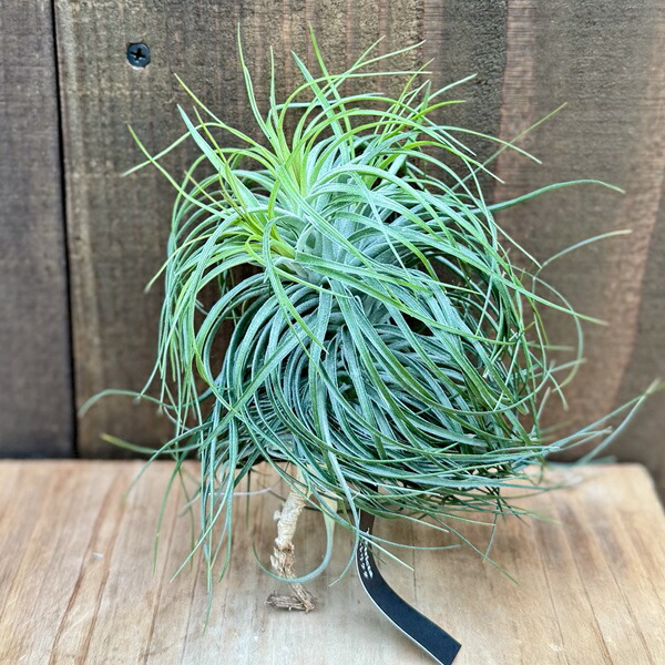 楽天市場】おしゃれ 観葉植物：チランジア エアープランツ テクトラム