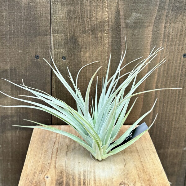 楽天市場】観葉植物：チランジア エアープランツ カーリースリム XXL