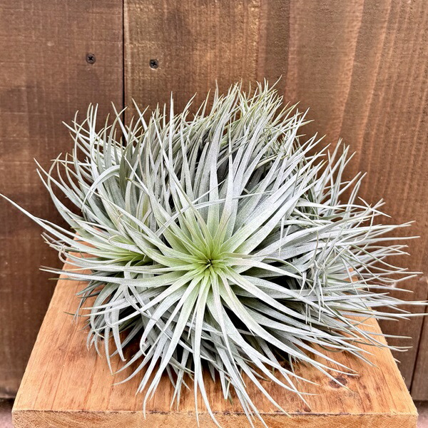 購入不可 チランジア カルビンスキアーナ(クランプ) 初入荷❗ imgrc0115419173.jpg