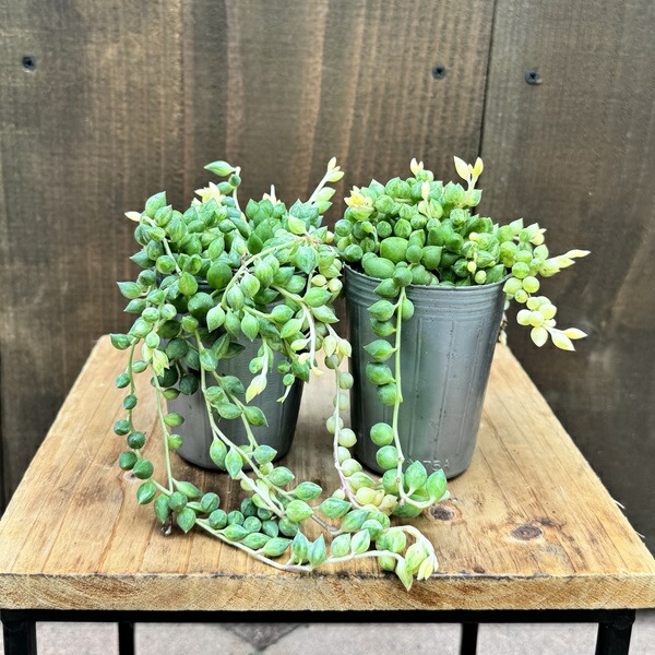 楽天市場】多肉植物 エンジェルティアーズ（錦：斑入り） 2.5号 ポット