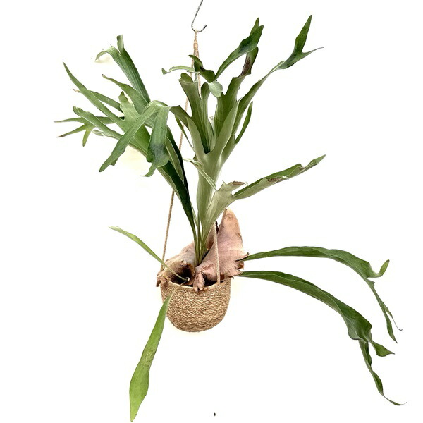 楽天市場】おしゃれ 観葉植物：ビカクシダ コウモリラン ビーチー*8号