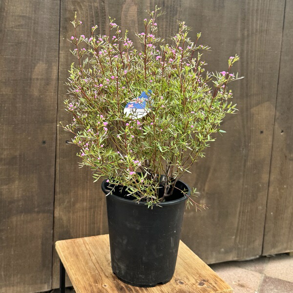 楽天市場】観葉植物：ピロシア ロンギフォリア*8号吊り 現品をお