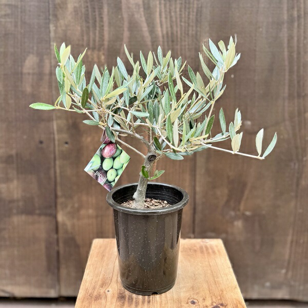 楽天市場】観葉植物 おりーぶ SOUJU（創樹）ブランド：オリーブの木*3