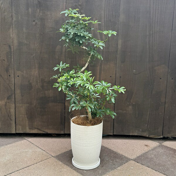 鉢色選べます 観葉植物：シェフレラ コンパクタ 鉢植え*受皿付 ココヤシ飾り｜遊恵盆栽　店