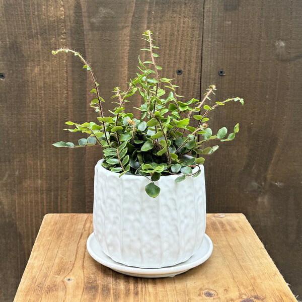 楽天市場】ガステラロエ ベグイニー 3号サイズ 鉢植え 多肉植物 タニク