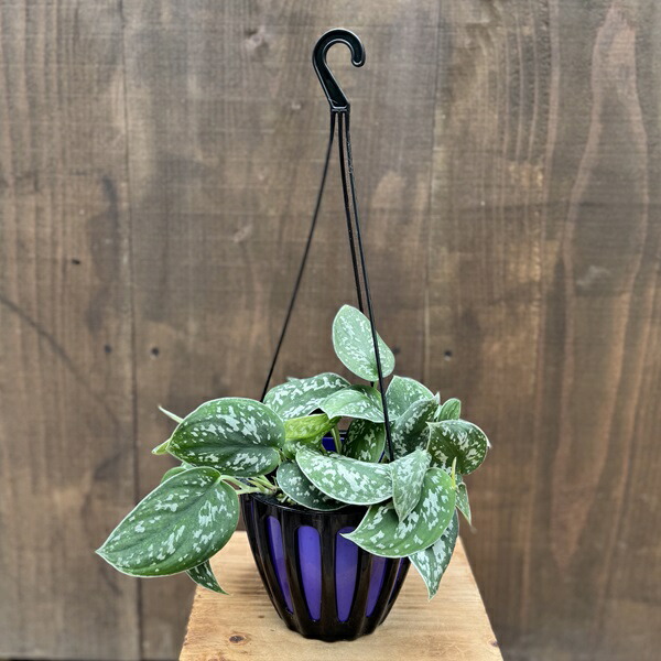 楽天市場】スキンダプサス（トレビ—） 3.5号 プラスチック鉢 1鉢