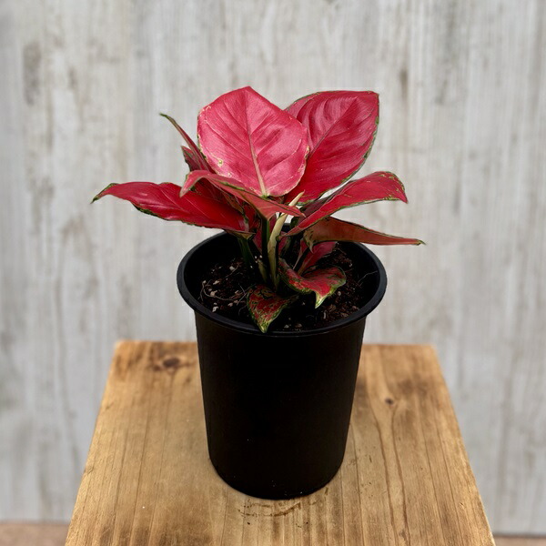 楽天市場】アグラオネマ サイアム オーロラ 3.5号サイズ 鉢植え