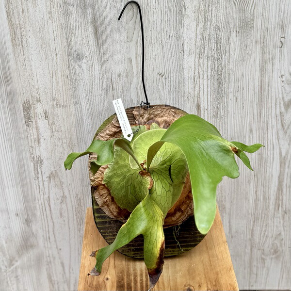 ビカクシダ　フォング　シキQQ 2025.11/22〜】板付ビカクシダ P. Foong siqi sporeling '