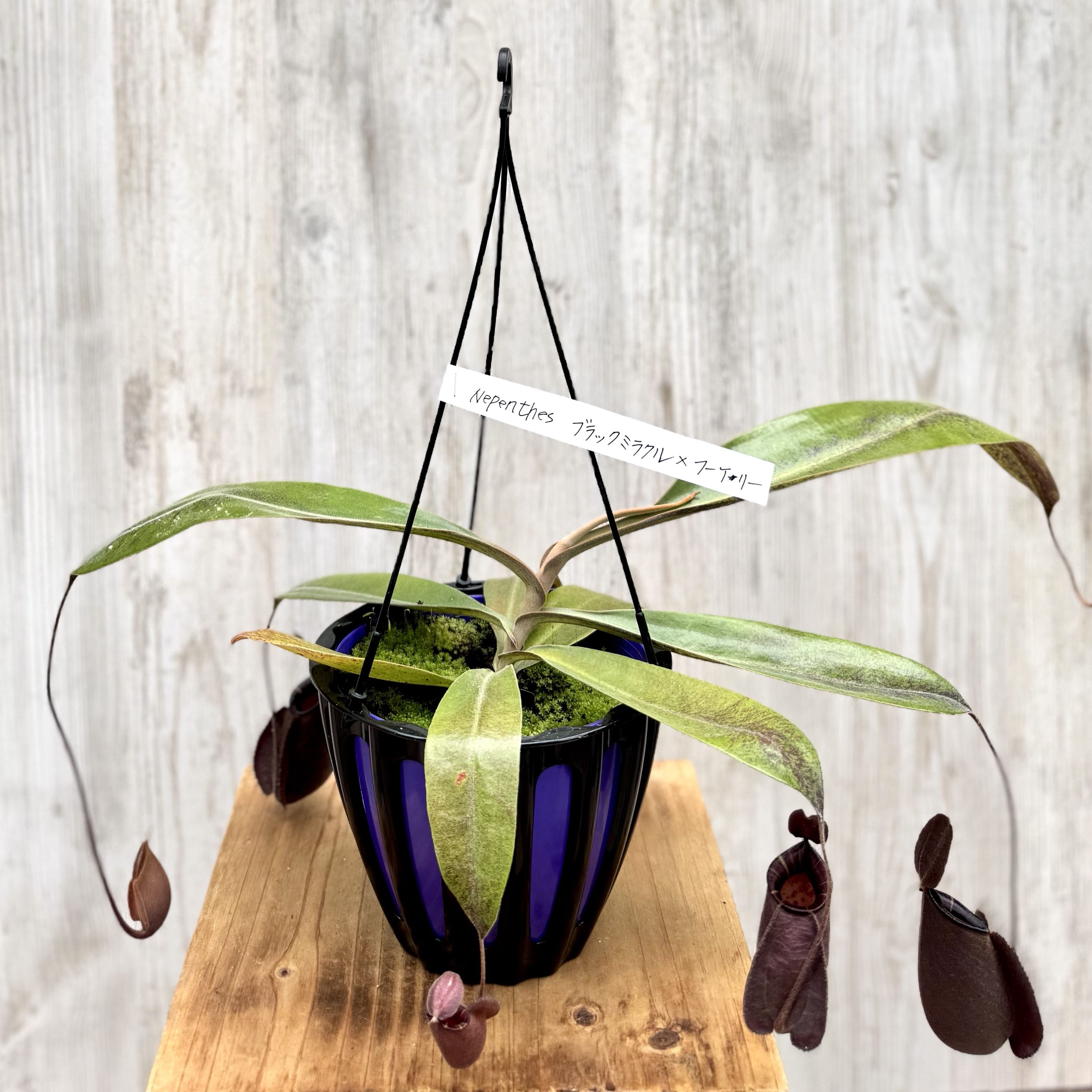 現物「ネペンテス・バイキング 吊り」５号　ウツボカズラ　Nepenthes 現物「ネペンテス・バイキング 吊り」5号 ウツボカズラ