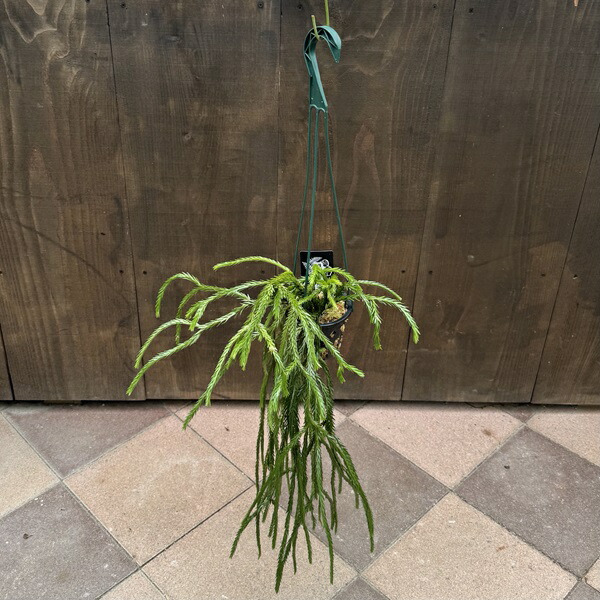 楽天市場】観葉植物：フペルジア グリーンゴエベリー*吊り鉢 Huperzia