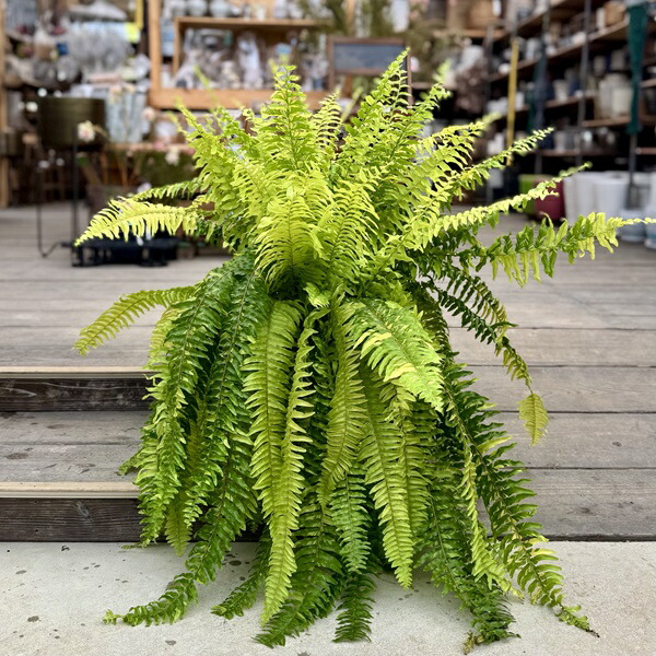 楽天市場】おしゃれ 観葉植物：ネフロレピス タマシダ ボストン