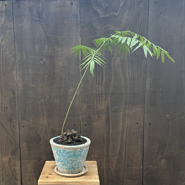 現品【沖縄産】リュウビンタイ8号　株元20センチ超え PLANCHU 観葉植物 リュウビンタイ 8号鉢 受け皿付き 育て方説明