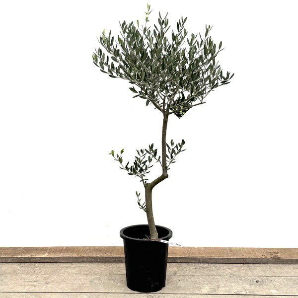 楽天市場】観葉植物 おりーぶ SOUJU（創樹）ブランド：オリーブの木*3