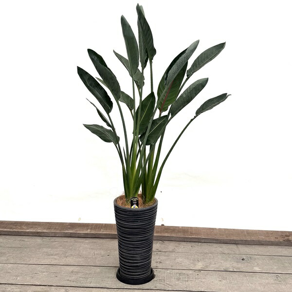 観葉植物：ストレリチア レギネ 鉢植え 受皿付*大型佐川急便配送