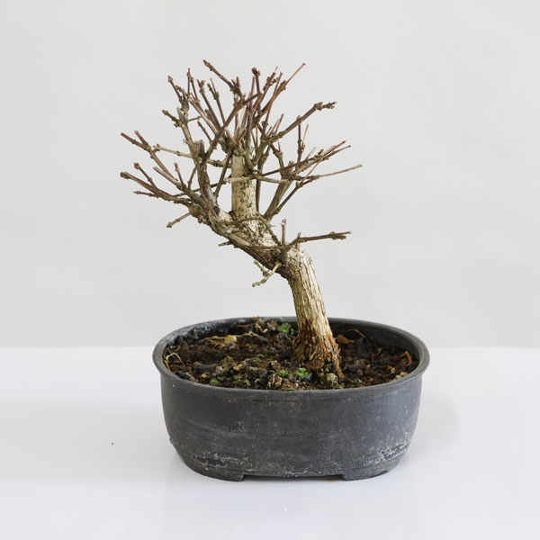 楽天市場】苗：三つ手楓（みつでかえで）ミツデカエデ : 遊恵盆栽 楽天