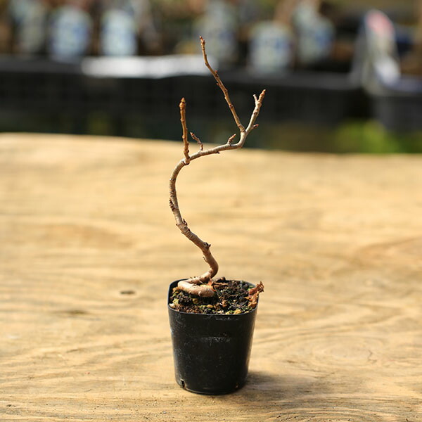 楽天市場】サクランボ 『 高砂 （ たかさご ） 』 15cmポット苗 : 花と