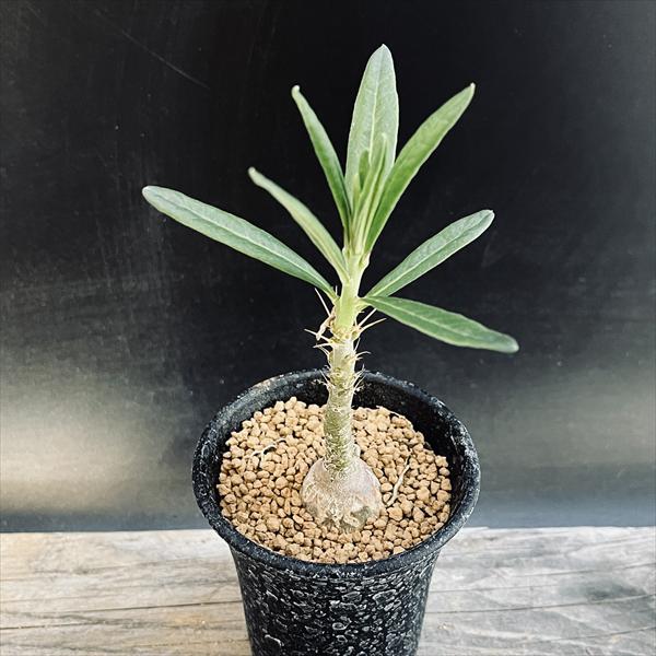 センナ　メリディオナリス　実生株　大⑥　塊根植物　コーデックス　灌木　盆栽 センナ メリディオナリス 【市場価値も高騰中！！盆栽のような