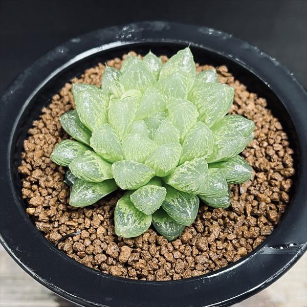 【期間限定出品】ハオルチア ピリフェラ RIB0136　多肉植物 期間限定出品】ハオルチア ピリフェラ RIB0136 多肉植物