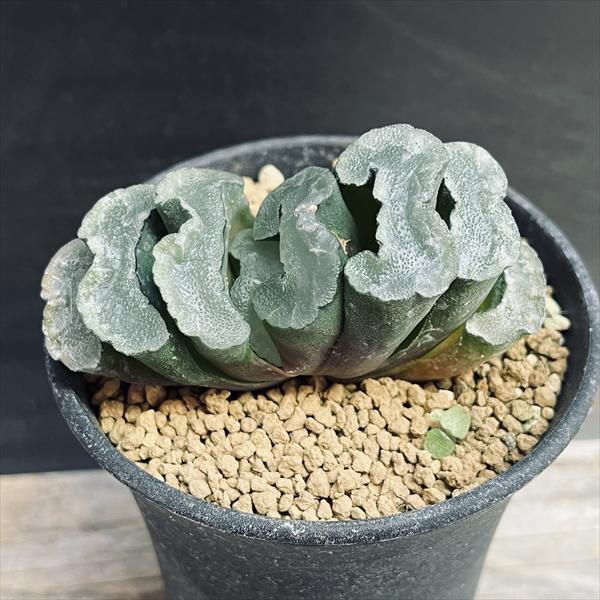 楽天市場】多肉植物：ハオルチア 玉扇錦 糊斑*幅5.5cm 現品！一品