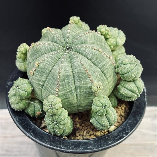 子沢山　子吹き　シンメトリカ　(検索　オベサ　バリダ 多肉植物：ユーフォルビア バリダ＆子吹きシンメトリカ セット