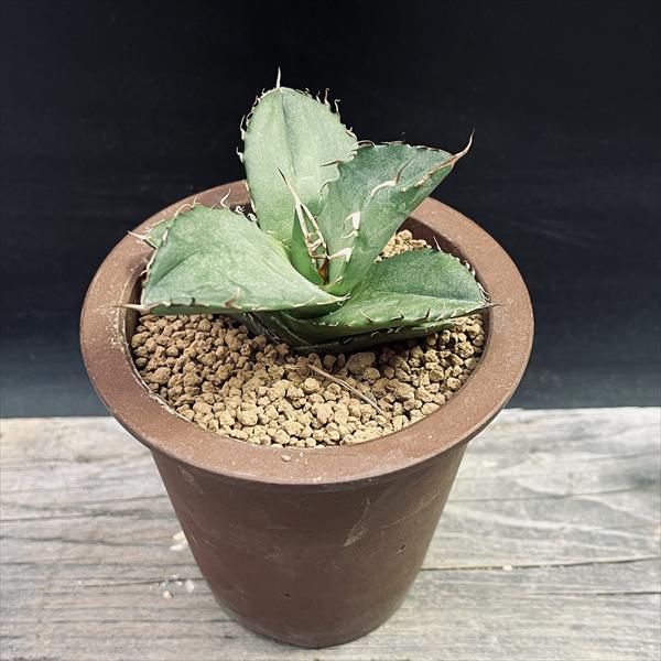 楽天市場】多肉植物：アガベ オテロイ シエラミクステカ FO-076*幅