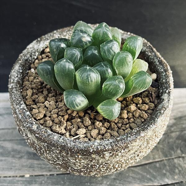 31d ハオルチア　多肉植物　ピグマエアミュータント実生錦　自家繁殖 31d ハオルチア 多肉植物 ピグマエアミュータント実生錦 自家繁殖