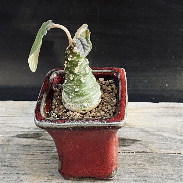 ドルステニア　aff クスピダータ _ ドルステニア・クスピダータ 現地球(産地情報付) Dorstenia