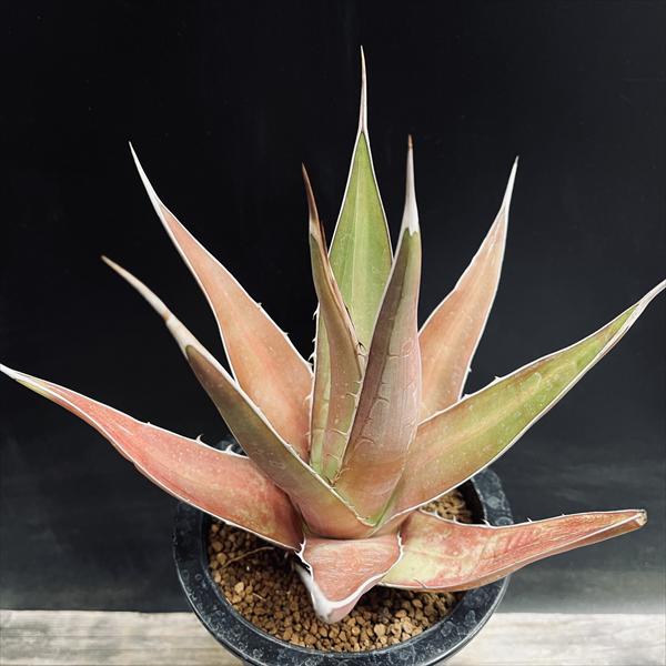 楽天市場】アガベ ケルチョベイ錦6号ポット(agave kerchovei