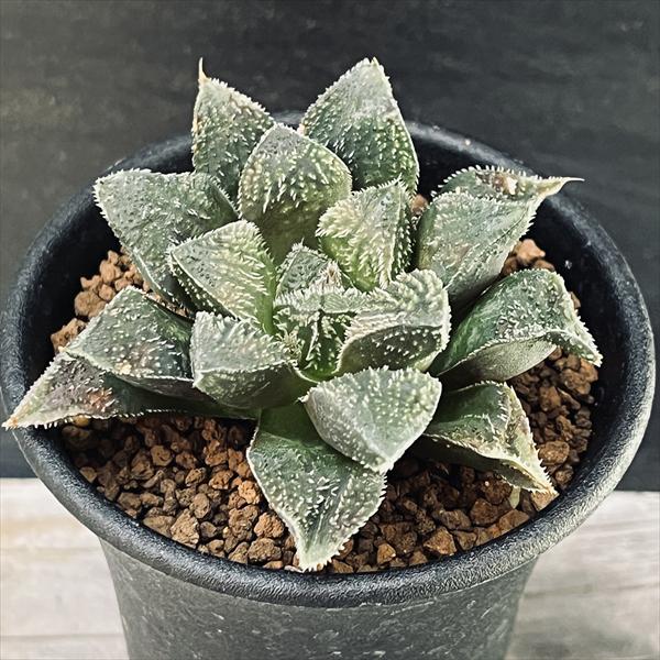 楽天市場】多肉植物：デウテロコニア クロランサ*葉幅6cm : 遊恵盆栽