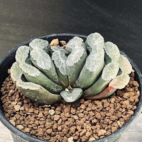 楽天市場】多肉植物：ハオルチア 玉扇 敦盛*幅7cm : 遊恵盆栽