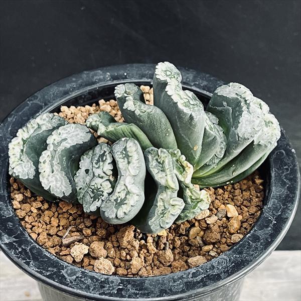 ハオルチア 玉扇錦 ザ・ファームセレクト]ハオルチア ：玉扇錦実生選抜 CPI玉扇錦