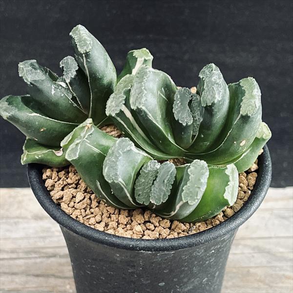 楽天市場】☆特価☆多肉植物：ハオルチア 玉扇 大縄*幅15cm