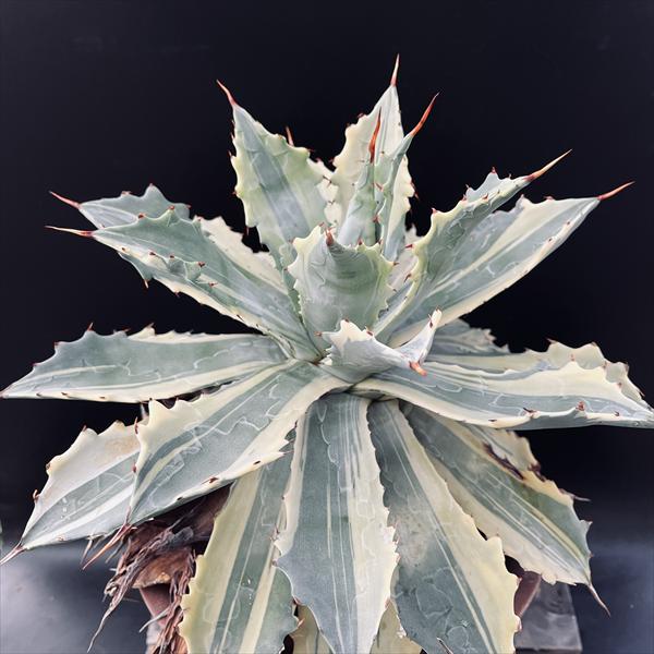 楽天市場】多肉植物：アガベ 吉祥冠錦 覆輪*S 幅9cm : 遊恵盆栽 楽天