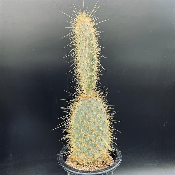 楽天市場】サボテン：コピアポア コルムナアルバ 孤竜丸（こりゅうまる