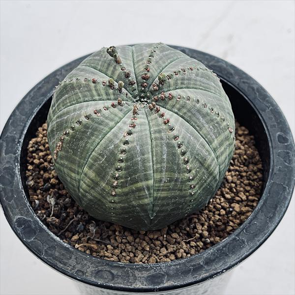 楽天市場】多肉植物：ユーフォルビア バリダ＆子吹き