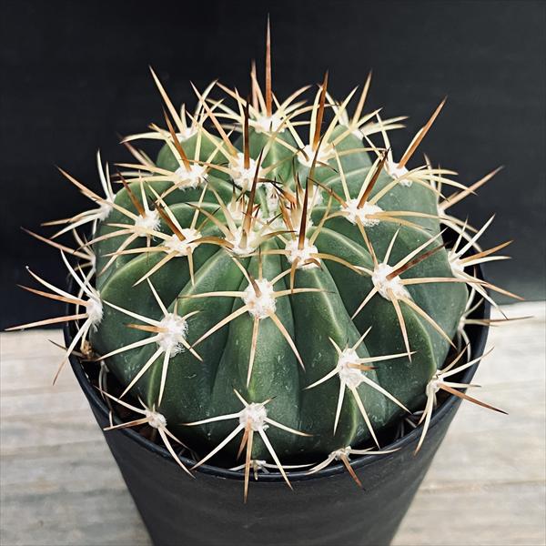 赤刺エリオカクトイデス 実生 鉢植えメルカリ便送料込み 赤刺エリオカクトイデス 実生 鉢植えメルカリ便送料込みアウ