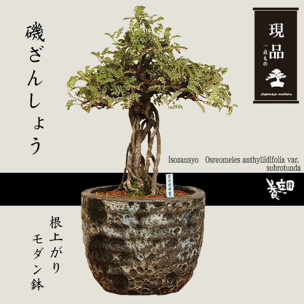 磯山椒 楽天市場】盆栽：磯山椒(いそざんしょう)現品*サンショウ