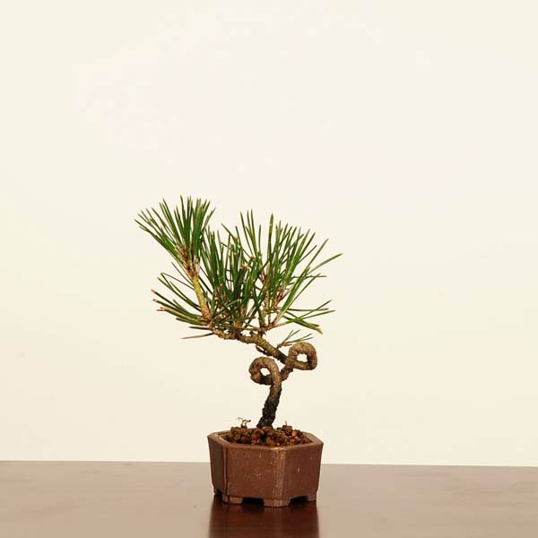 楽天市場】三河黒松 （将来性抜群の優良素材・人気のミニ盆栽