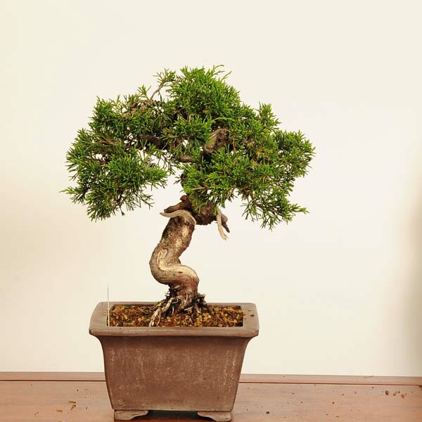 楽天市場】盆栽 特選：長良川紅葉*現品 一点物 もみじ ナガラガワ