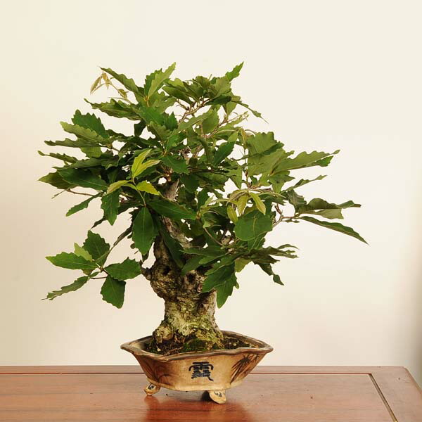 長良川もみじ 楽天市場】盆栽 特選：長良川紅葉*現品 一点物 もみじ ナガラ