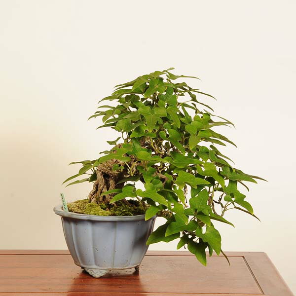 楽天市場】盆栽：馬の鈴草(ウマノスズクサ)現品* Aristolochia debilis