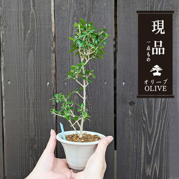 楽天市場】小品オリーブ【盆栽 ミニ盆栽 鉢植 オリーブ 小品】 : 盆栽