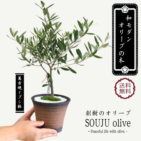 ④　オリーブの木souju『シプレッシーノ』7号　最高等級 送料無料】【souju】香川県産オリーブの木 シプレッシーノ 7号鉢