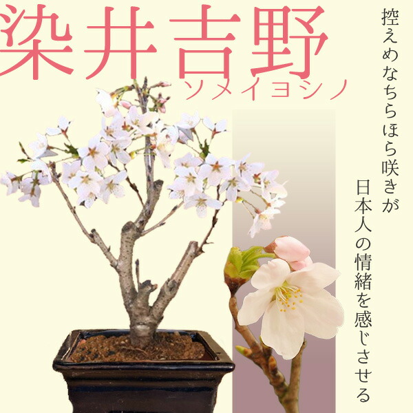 楽天市場】桜盆栽：厳選 しだれ富士桜(瀬戸焼黒鉄鉢)*苔付き【2025年春
