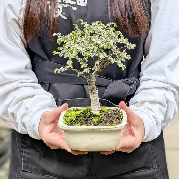 楽天市場】盆栽 ：米栂 *現品 一点物 こめつが コメツガ Kometsuga