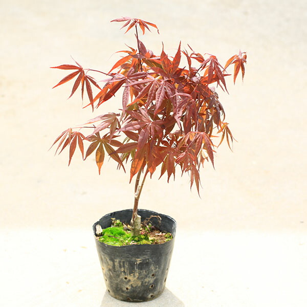 楽天市場】苗：琴姫もみじ（大）*コトヒメ モミジ 紅葉 momiji : 遊恵