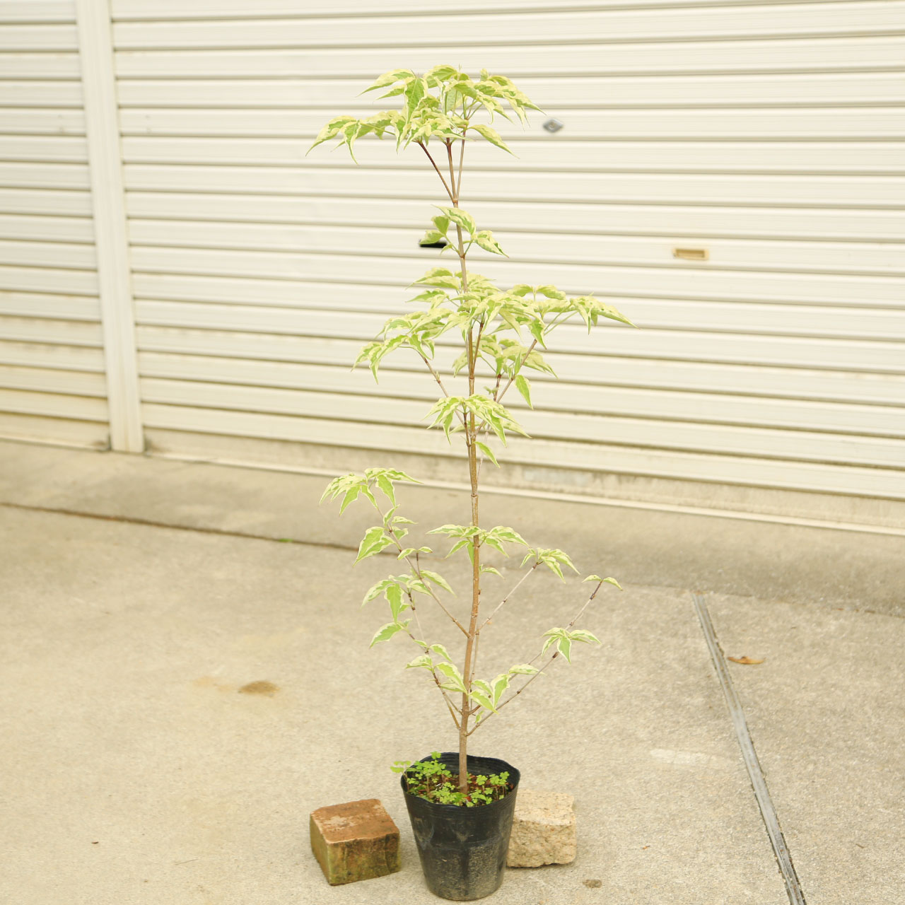 庭木・植木：ヤマボウシ（ウルフアイ）*樹高：約100ｃｍ　全高：約120ｃｍ　ヤマト便発送　やまぼうし