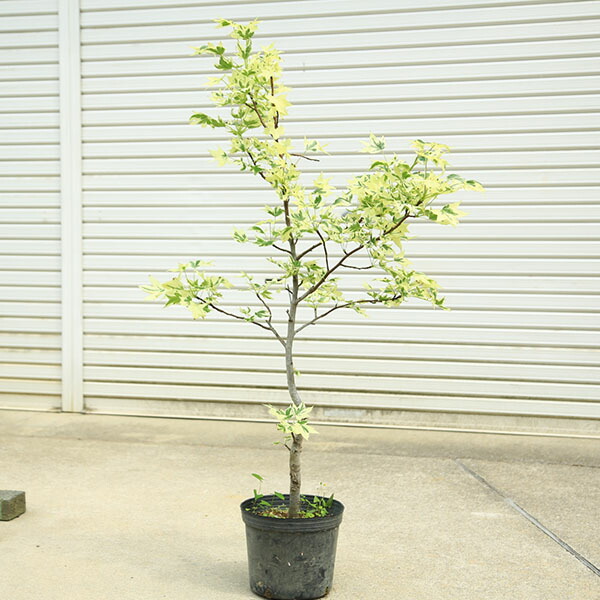 【現品発送・送料込み】アメリカハナズオウ 樹高170cm 特大苗•太幹 現品発送・送料込み】アメリカハナズオウ 樹高170cm 特大苗•太幹