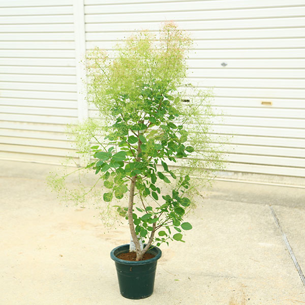 庭木　植木：スモークツリー 　ルビーハート*8号　現品限り！すもーくつりー　煙の木　ヤマト便発送